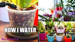How I water my 400+ Orchids! - Setup and technique explained
