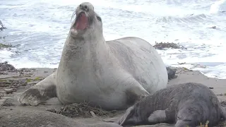 A whole village of elephant seals at San Simeon beach. What goes on there? January 2022