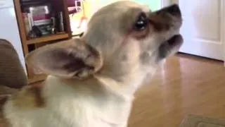 Chihuahuas howling