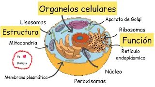 Organelos celulares (estructura y función) - @BiologiayEcologia #Clasesdebiología