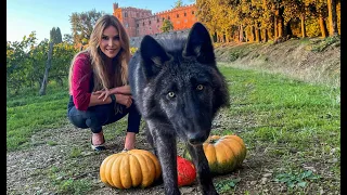 GIANT BLACK WOLF DOG VISITS HAUNTED CASTLE - Life of Wolfdog Halloween ep.4