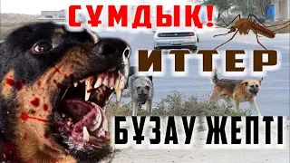 🗣️МАСҚАРА🤦‍♂️! 👉🏿САРЫ МАСА ӨТЕ КӨП | ИТТЕРДІ БОСАТЫП ЖІБЕРГЕН | БҰЗАУЛАРДЫ ЖЕП ЖАТЫР, СҰМДЫҚ👆🏿 |