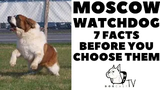 Before you buy a dog - MOSCOW WATCHDOG - 7 facts to consider!  DogcastTV!