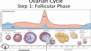 Chapter 28   The Ovarian Cycle Summary and Follicular Phase