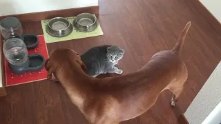 Vizsla VS cat