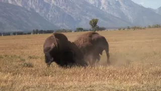 Incredible Bison Battle