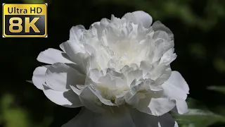 8K ULTRA HD / 8K TV – The Most Beautiful Peony Flowers Collection | Flower Blooming Time Lapse