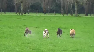 Temporada 2023. Recopilación de carreras de galgos VS liebres Temuco