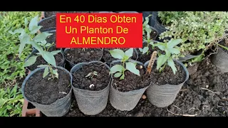 COMO GERMINAR ALMENDROS SIN CAROZO METODO RAPIDO