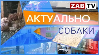 Актуально 01 ФЕВРАЛЯ СОБАКИ