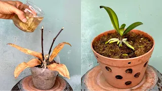 Just 1 Cup Makes a Rotten Orchid Plant Instantly Revive This Easy Way