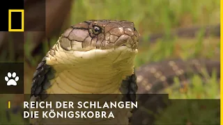 REICH DER SCHLANGEN - Die Königskobra | National Geographic