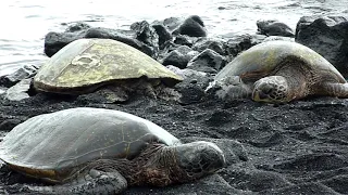 Punalu'u Black Sand Beach Turtles (Big Island, Hawaii)