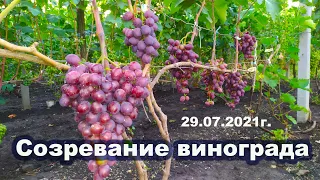 Созревание винограда.