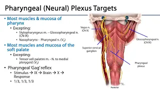 Larynx, Pharynx and CST LO 4 - Pharyngeal Plexus