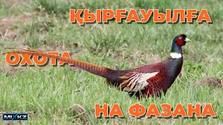 Охота на фазана с лайкой, Охота в Казахстане, Коксуское охот угодие, фазан2022 Дикий фазан