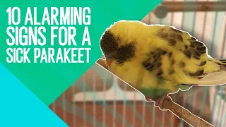 10 WARNING signs of sick parakeets!