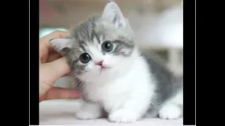 i love kittens part 2