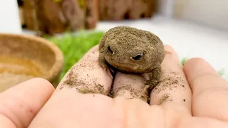 Frogs that look like they are covered in soybean flour are too cute