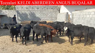 Tozzalari KELDI SHOSHLING ABERDEEN ANGUS BUQALARNI UDARLARI