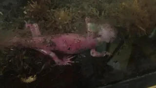 My terrestrial axolotl is DYING