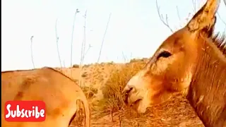 donkeys happy video