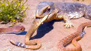 20 Times Snakes Messed With The Wrong Opponent