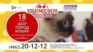 СуперКэтс - выставки кошек