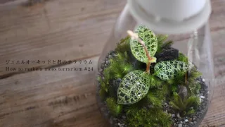 How to make a moss and jewel orchid terrarium #24