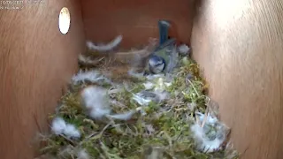 Hornet intruder in Blue Tit nest box