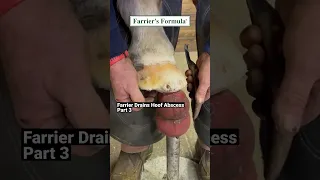 Part 3: Farrier Drains Horse's Hoof Abscess. Hoof Quality is key. #hoofcare #horse #farrier #shorts