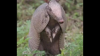 Armadillo Story by Thylin