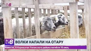 Волки напали на отару. В Корнештах Унгенского района погибли 16 овец