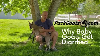 Why Baby Goats Get Diarrhea