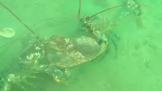 Lobster Fight