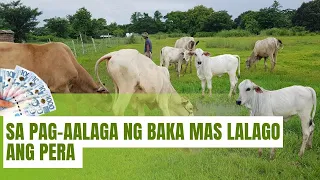 Sa pag aalaga ng baka, mas mabilis lalago ang pera | Cattle farming | JMV Backyard Farm