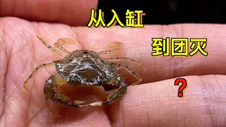 【完整版】在鱼缸饲养50只青蟹6个月，几乎全军覆没......｜水族箱｜鱼缸｜养鱼｜螃蟹｜青蟹｜养殖｜海鲜｜动物｜宠物