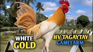 Let's Visit This Gamefarm: White Gold | Gamefowl Showing | @Boyakz_Backyard