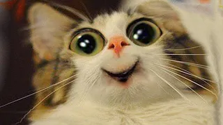 TOP #1 Collection of funny cats. Amazing and unusual cats and kittens. You haven't seen it yet.