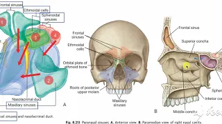 Paranasal sinuses 2