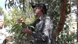 Herbarium field collecting Corymbia Eucalyptus sucker regrowth