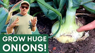 THE BIG SECRET to GROWING BIG ONIONS!