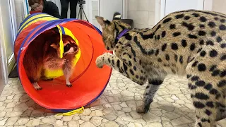 SERVAL REACTION TO RACCOONS / In memory of Mewrizio