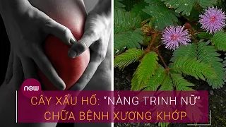 Cây xấu hổ: "Nàng trinh nữ" chữa bệnh xương khớp | VTC Now