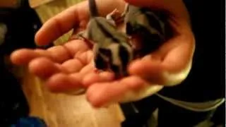 Sugar glider twin joeys - Denmark