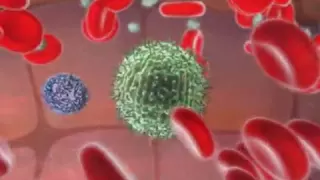 Immune System - Natural Killer Cell