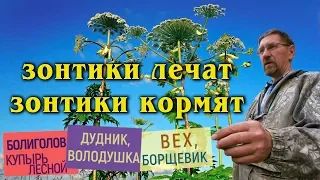 Обидчивым - володушка. Опасный и съедобный борщевик?