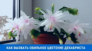 Как вызвать обильное цветение декабриста в домашних условиях