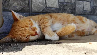 Cute Cat Purring Softly Before Sleep