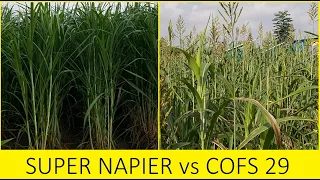 Super Napier for Dairy Farms Vs COFS 29 Sorghum Fodder / High yielding Fodder Grass for Dairy Farms